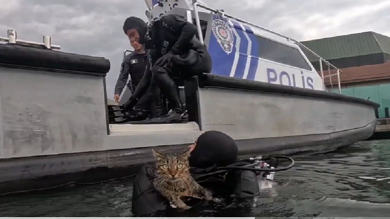 Dalgıç polislerden kedi kurtarma operasyonu