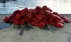 İstanbul polisinden kaçak midye operasyonu