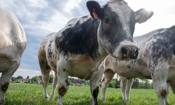 Şap kontrol altında - Aşı karşıtı paylaşımlara soruşturma