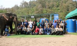 Türkiye'den Tayland'daki fillere destek