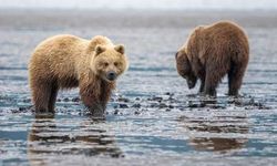 Kış uykusundan uyanan ayı Amerikan askerlerine saldırdı