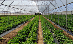 Çaycuma'da 1000 kişiye istidan kapısı olacak sera bölgesi