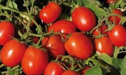 Halde 50 lira olan çeri domates zincir markette 250 lira