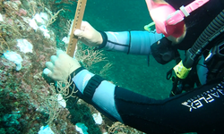 Denize mercan ekme faaliyetleri başladı