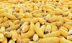 Mısır ithalatında geçici ve sınırlı düşük gümrük tarifesi