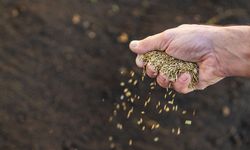 Ortak fiyat belirleyen tohum üreticilerine ceza yağdı