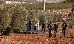 Yerleşimci çeteler yüzlerce zeytin ağacını söktü