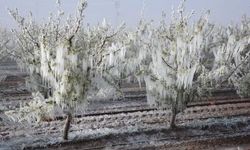 Meteorolojiden zirai don uyarısı