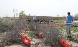 Afganistan'da hünnap ve zeytin üretimine destek
