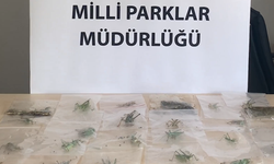 Çekirge toplayan yabancılar yakalandı