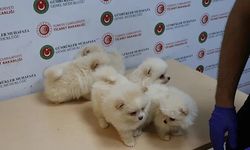 Gümrükte Pomeranian yavrularına el konuldu