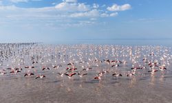 Tuz Gölü'nde 12 bin flamingo yumurtadan çıktı