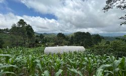 Türkiye'den Guatemala'da arabica kahve üreticilerine destek