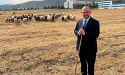 Rektör takım elbiseyle koyun güttü