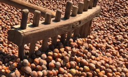 Ordu ve Giresun fındık borslarına müfettiş gönderildi