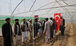 Helmand Üniversitesi için uygulama seraları kuruldu