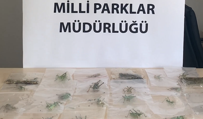 Çekirge toplayan yabancılar yakalandı