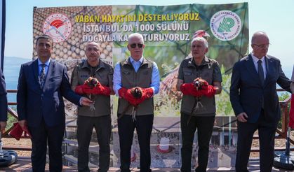 Büyükada'ya 1000 adet sülün salındı