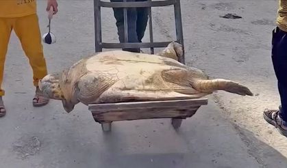 Gazze halkı açlıktan deniz kaplumbağası yiyor
