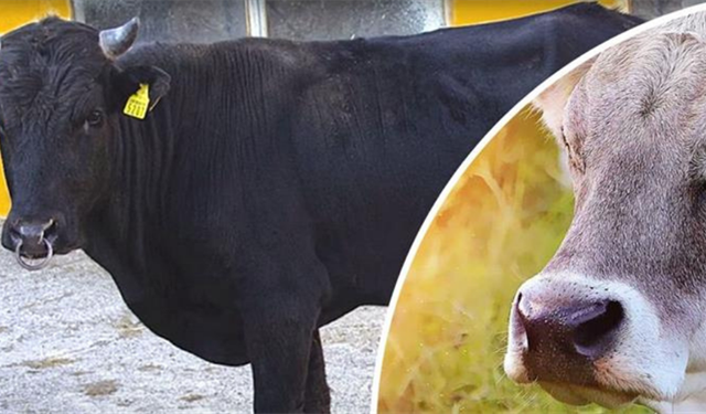 Anadolu'da yerli hayvan ırklarının ıslahına büyük destek