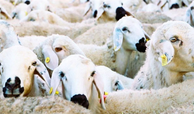 'Kırsalda Bereket Küçükbaşa Destek' projesi başlıyor