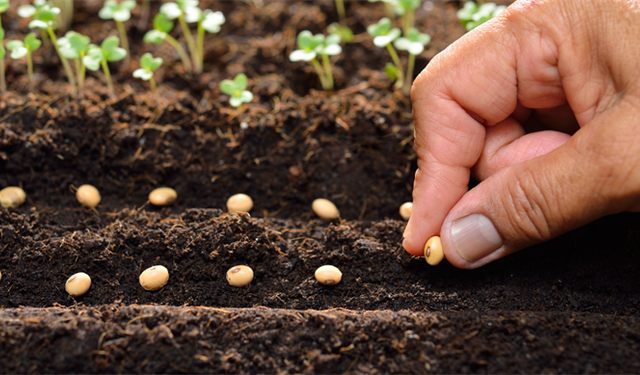 Türkiye 117 ülkeye tohum ihraç ediyor