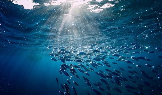 Türkiye'den Hint Okyanusu için ton balığı atağı