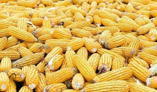 Mısır ithalatında geçici ve sınırlı düşük gümrük tarifesi