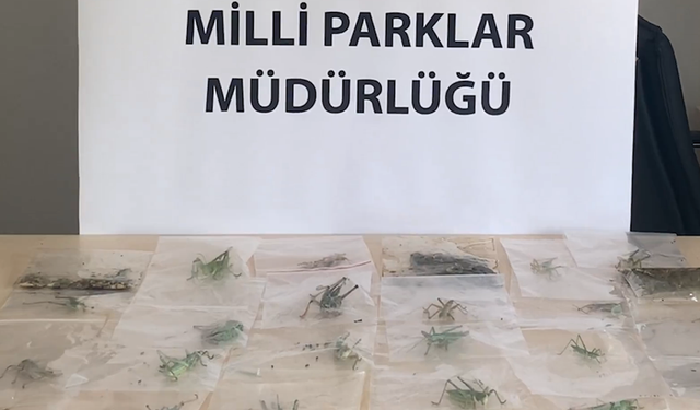 Çekirge toplayan yabancılar yakalandı