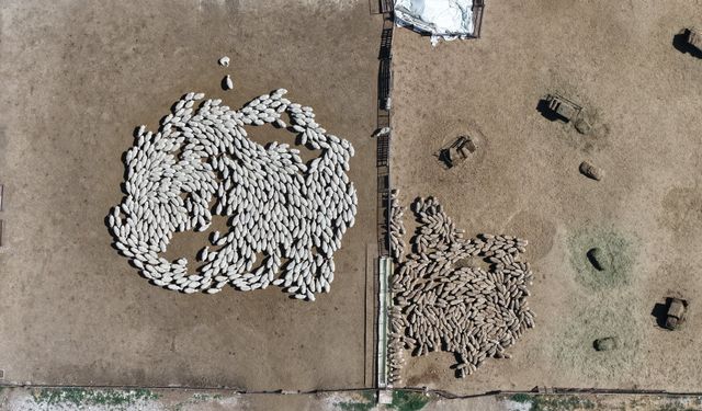 Kırsalda Bereket Küçükbaşa Destek Projesi'nde ilk teslimat