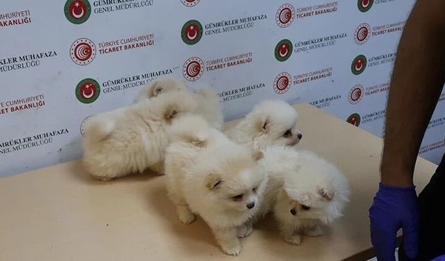 Gümrükte Pomeranian yavrularına el konuldu