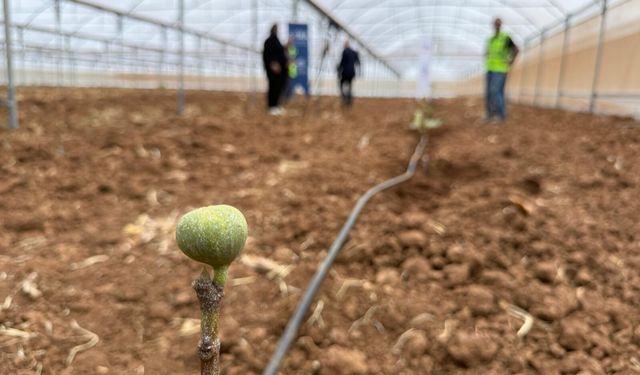 Filistin'de cüce incir fidanı üretilecek