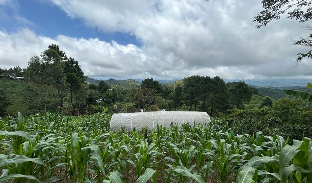 Türkiye'den Guatemala'da arabica kahve üreticilerine destek