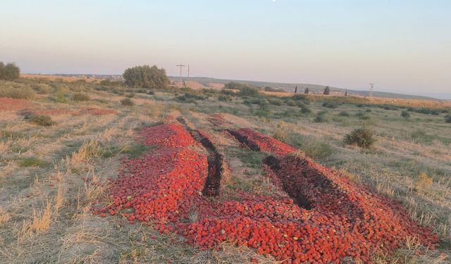 Bursa'da tarlaya dökülen domateslere inceleme