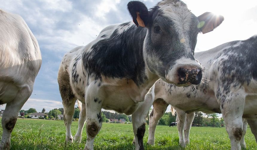 Şap kontrol altında - Aşı karşıtı paylaşımlara soruşturma