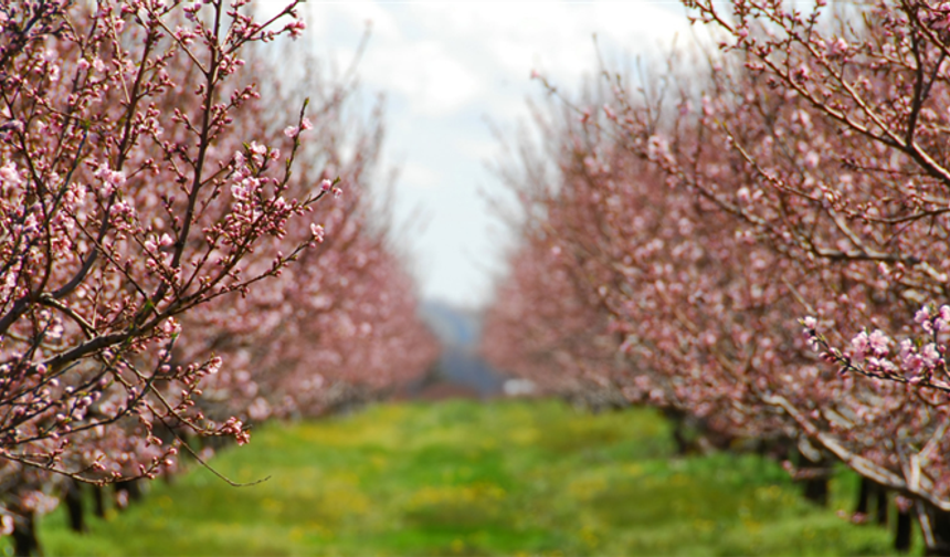Don riskine karşı sigorta prim desteği genişliyor