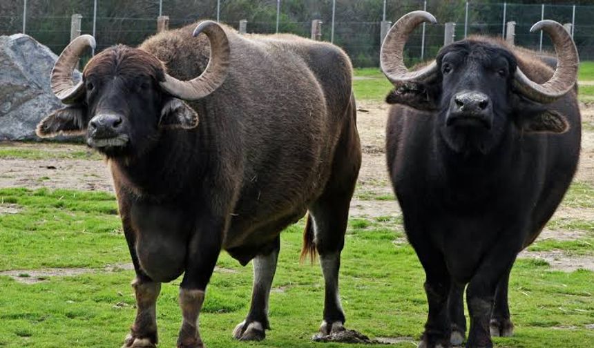 Büyükbaş ve küçükbaş hayvan sayısı 75 milyonu aştı