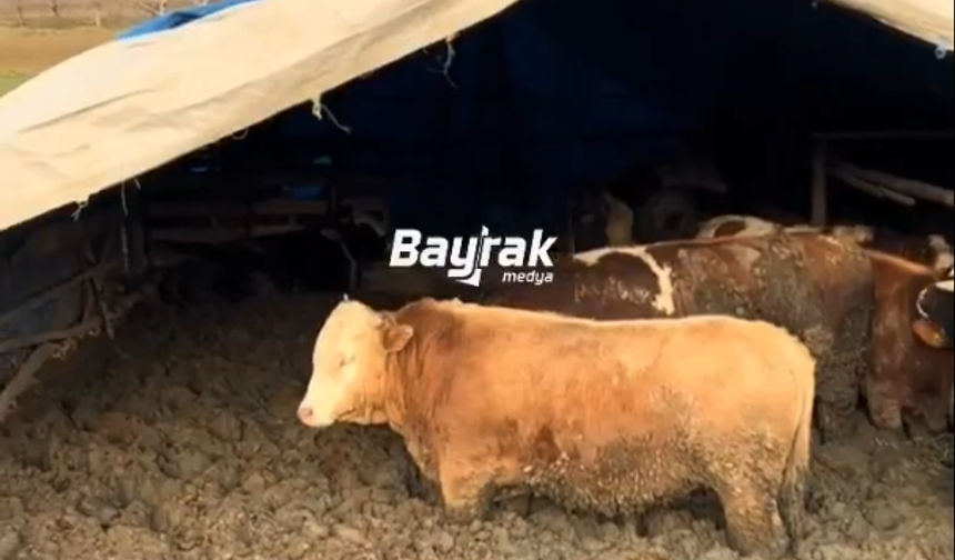 İneklerin çamur içinde tutulduğu işletme Çorum'da çıktı