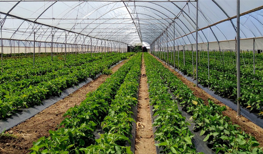 Çaycuma'da 1000 kişiye istihdam kapısı olacak sera bölgesi