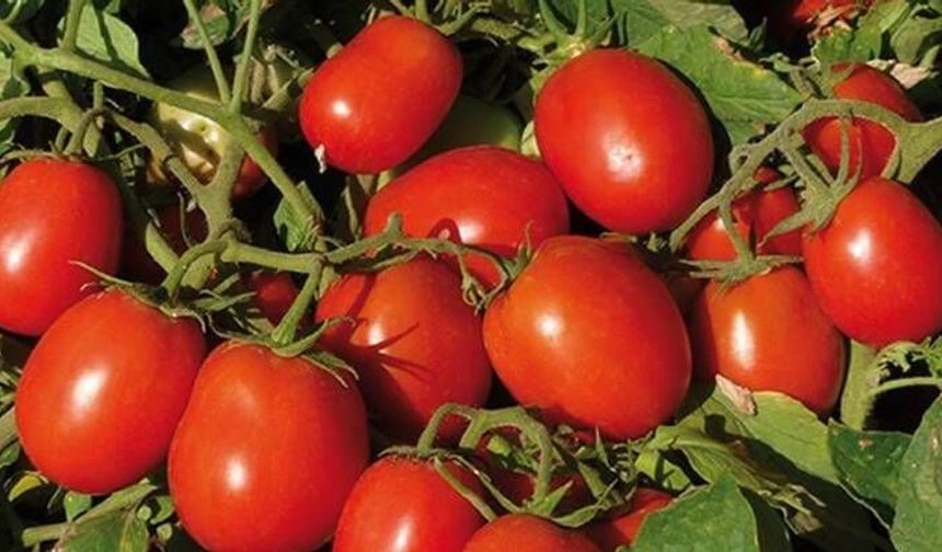 Halde 50 lira olan çeri domates zincir markette 250 lira