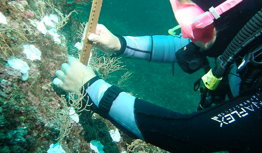 Denize mercan ekme faaliyetleri başladı