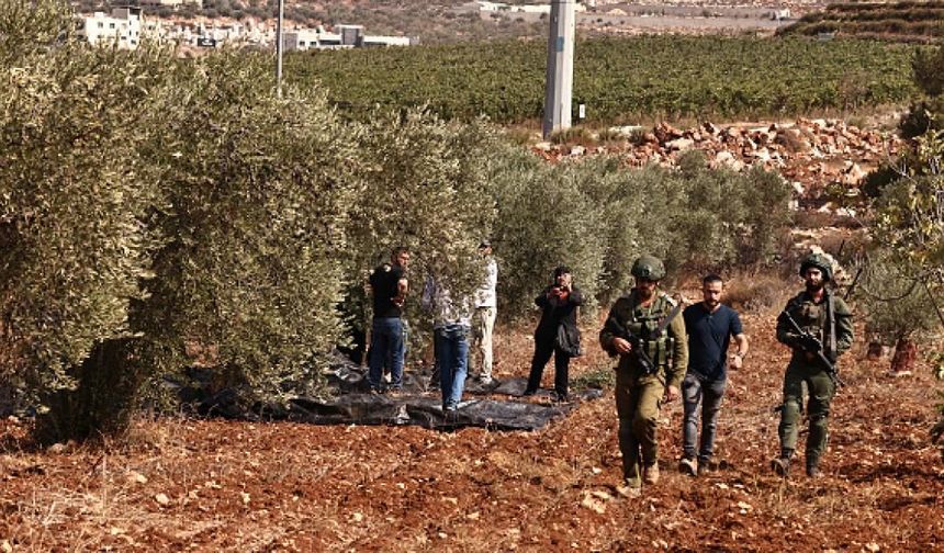Yerleşimci çeteler yüzlerce zeytin ağacını söktü