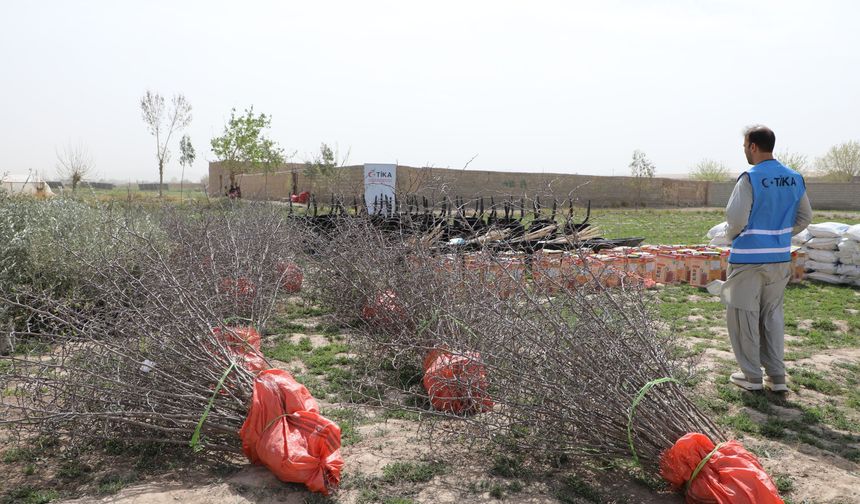 Afganistan'da hünnap ve zeytin üretimine destek