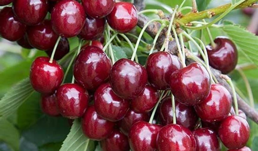 Bu yıl meyve üretiminde yüzde 57 artış bekleniyor