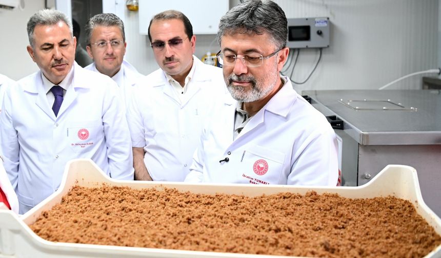 İzmir'de yılda 10 milyon kısır böcek üretilecek
