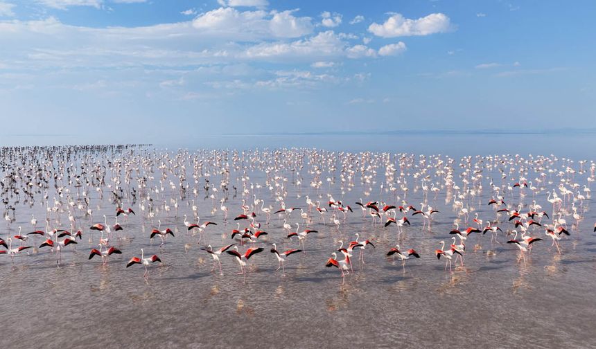 Tuz Gölü'nde 12 bin flamingo yumurtadan çıktı