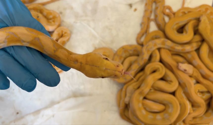 Gümrükte 67 adet piton yılanı yakalandı