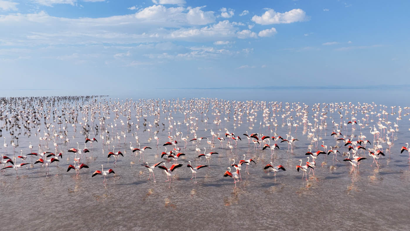 Tuz Gölü'nde 12 bin flamingo yumurtadan çıktı